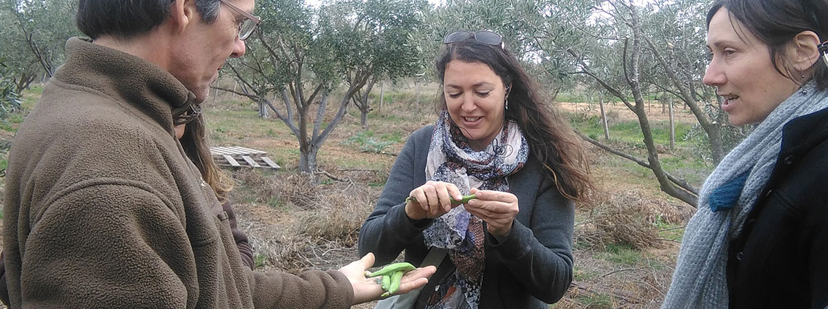 Arbratatouille, recherche en agroforesterie maraichère
