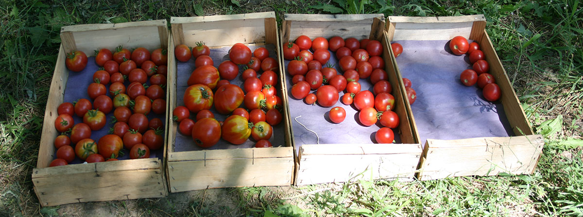 Arbratatouille, recherche en agroforesterie maraichère