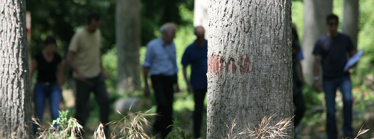 Arbratatouille, recherche en agroforesterie maraichère