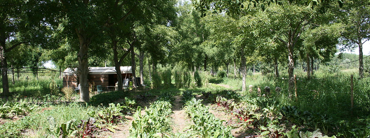 Arbratatouille, recherche en agroforesterie maraichère