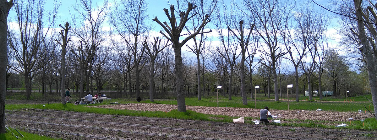 Arbratatouille, recherche en agroforesterie maraichère