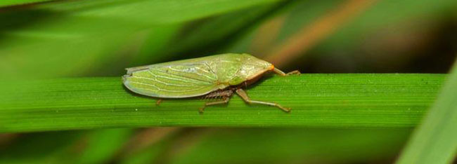 insecte ravageur